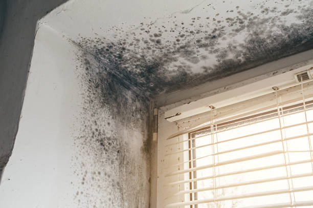 Affordable Bathroom Mold Removal solutions in Garfield, NJ